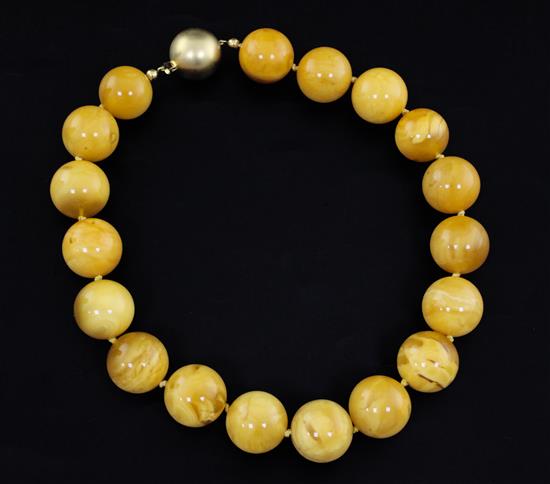 A single strand circular amber bead necklace with 18ct gold ball clasp, 50cm.